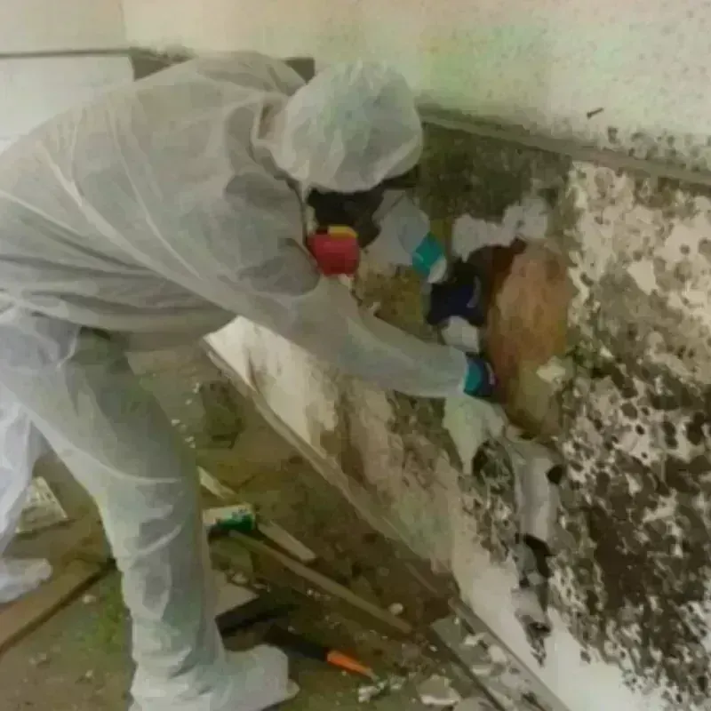 Mold Remediation and Removal in Rochester, MA